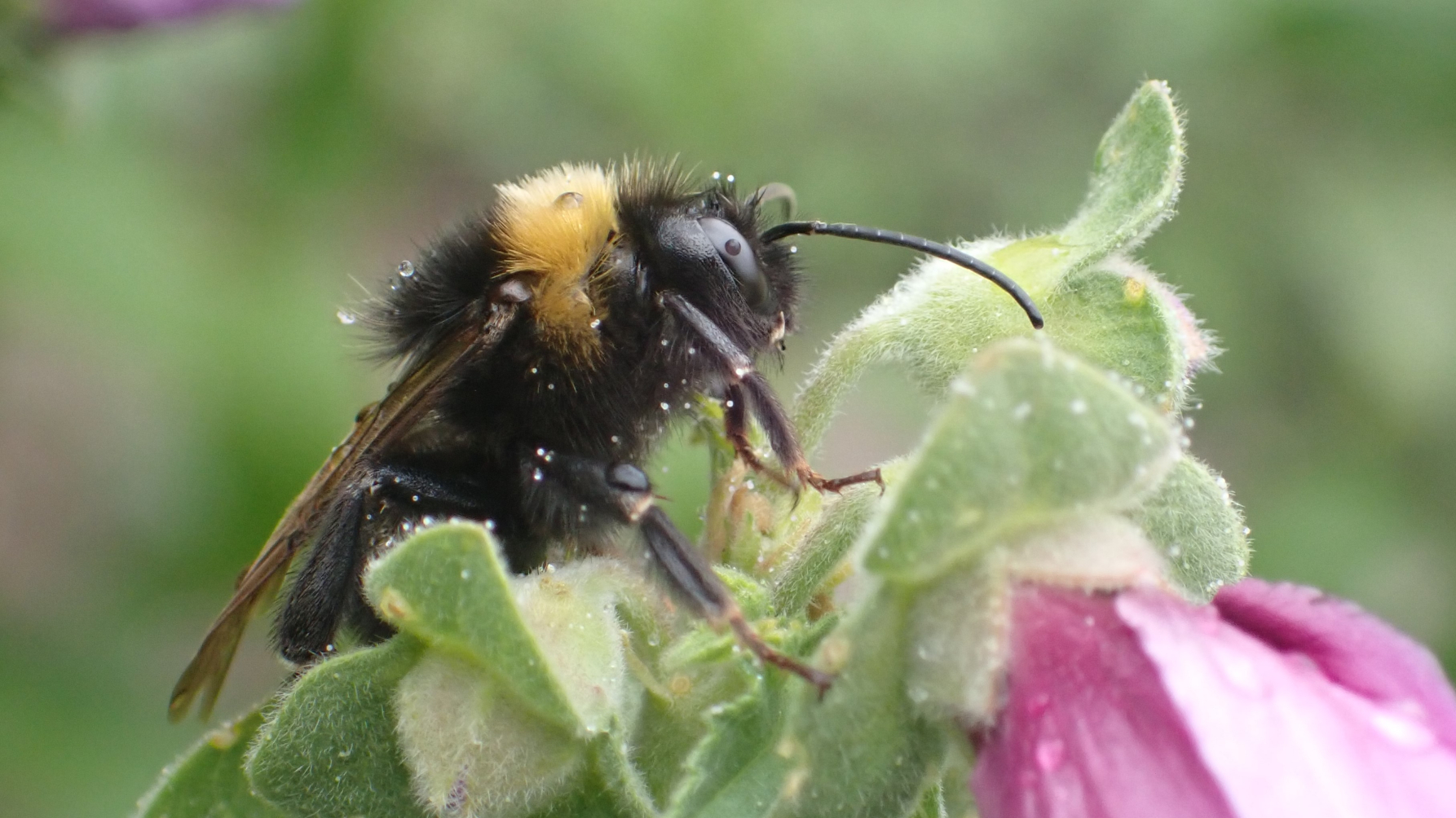 grote koekoekshommel in de regen