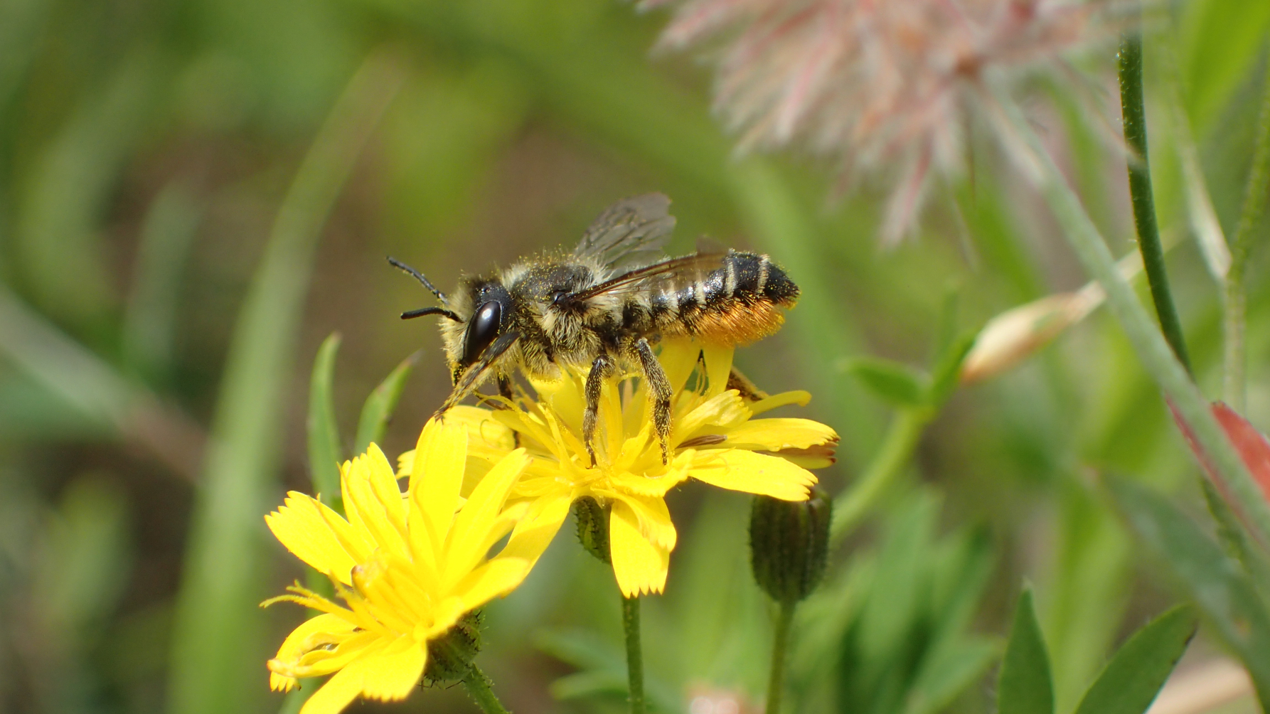 tuinbladsnijder op klein streepzaad-bloem
