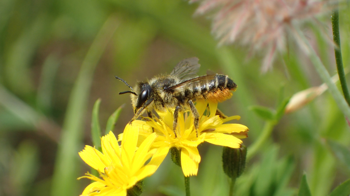 tuinbladsnijder op klein streepzaad-bloem
