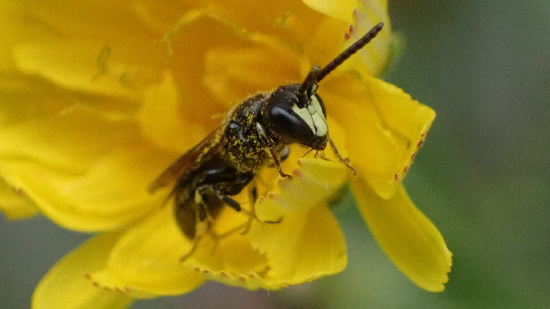 mannetje gewone maskerbij op klein streepzaad-bloem