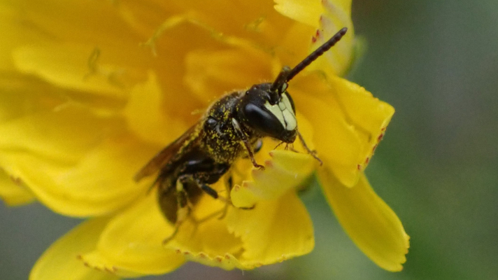 mannetje gewone maskerbij op klein streepzaad-bloem