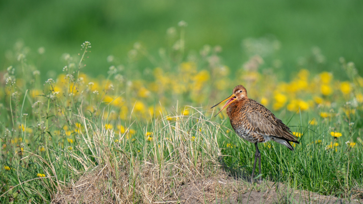 grutto in grasland met bloemen