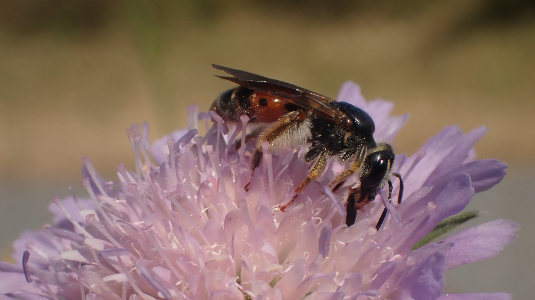 Knautiabij op kanutiabloem