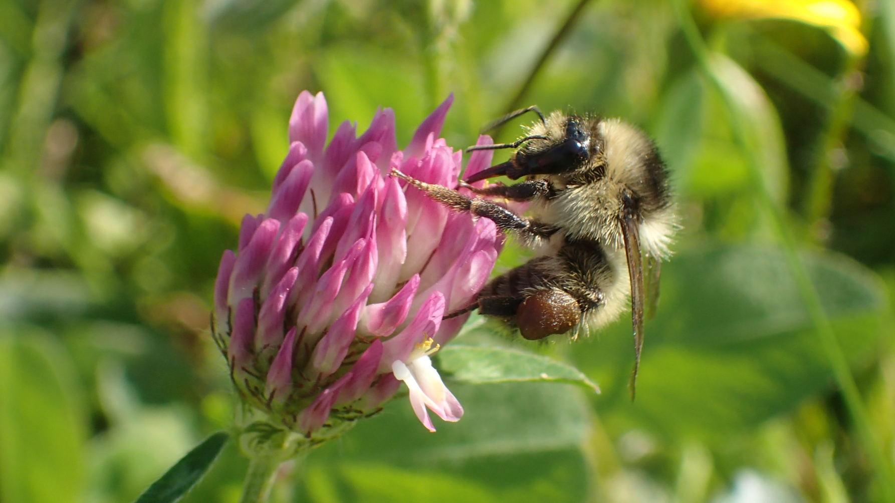 zandhommel op rode klaver