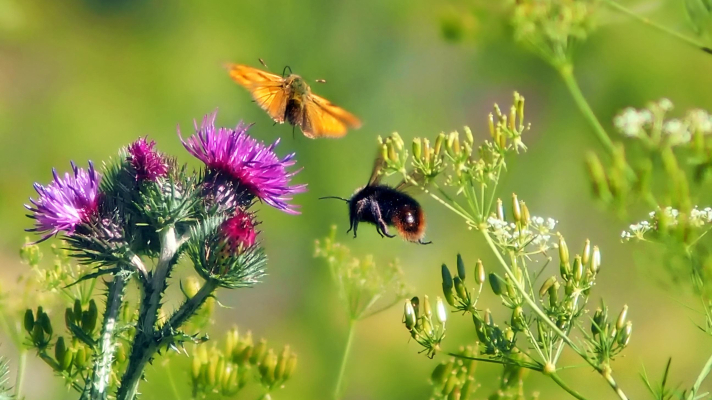vlinder en hommel bij wilde bloemen