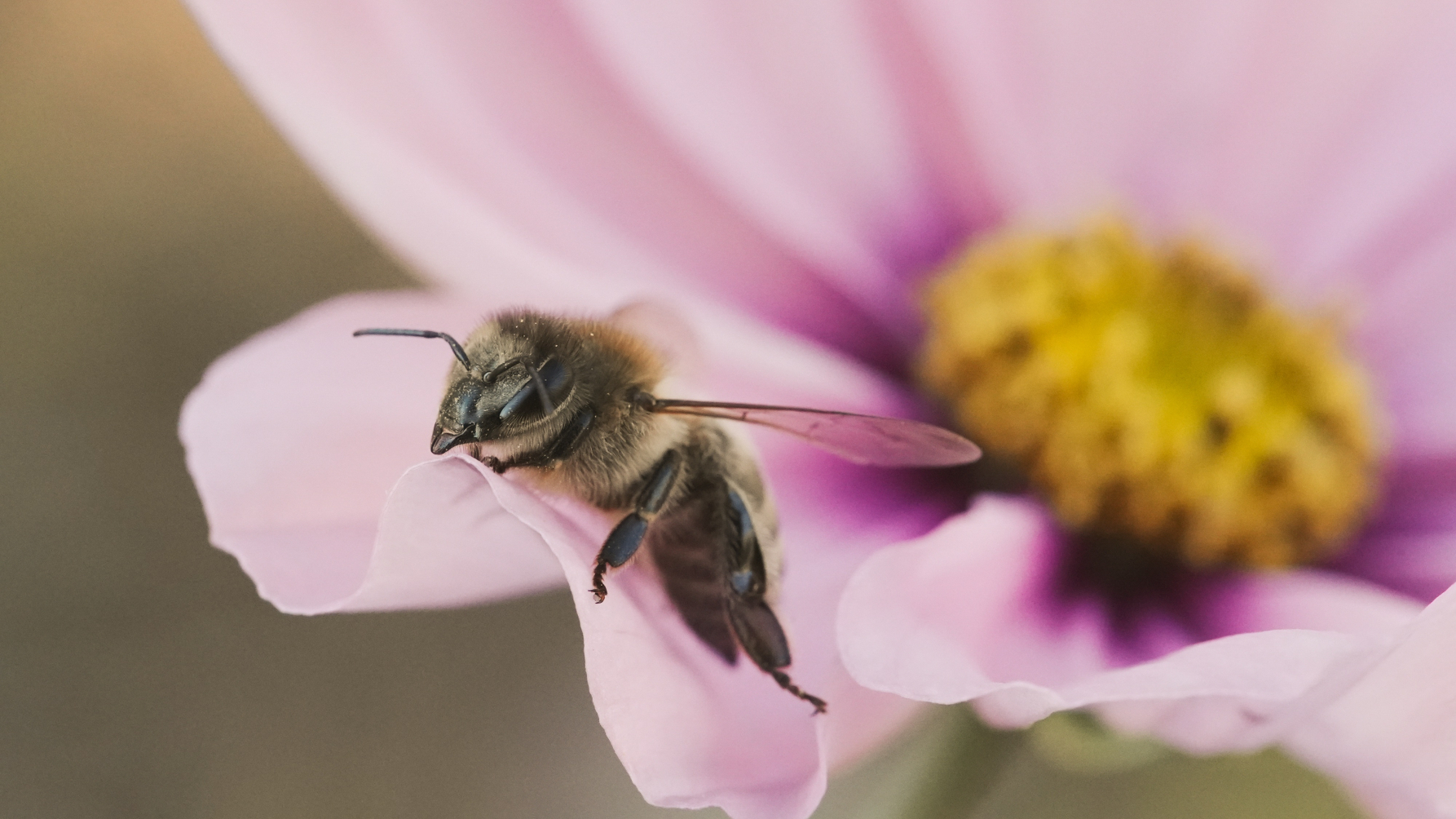 Honingbij op cosmeabloem