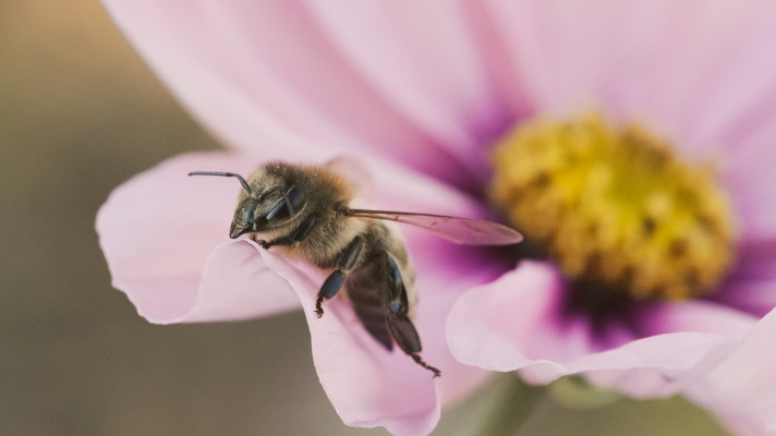 Honingbij op cosmeabloem
