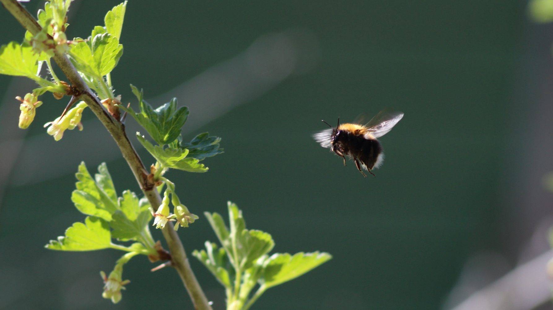 Booomhommel vliegt bij de bloemen van een kruisbes