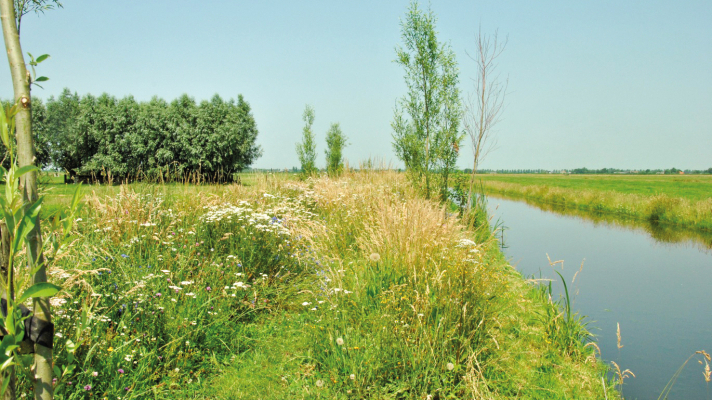 Bloemrijke oever