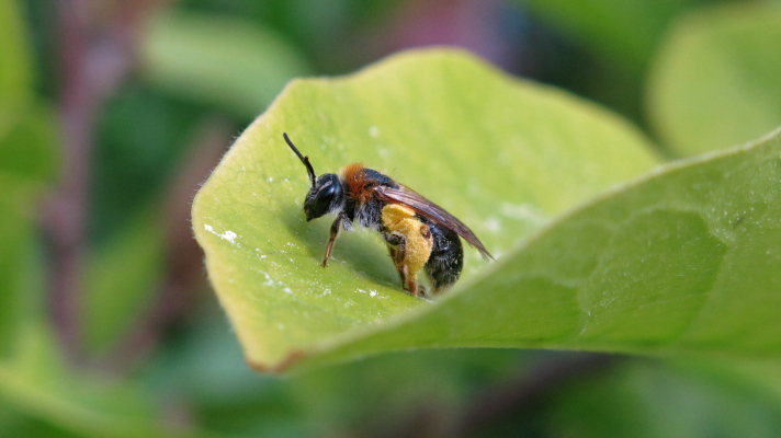 Roodgatje, een van de wijkbijen