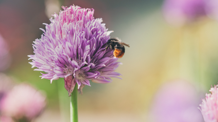 steenhommel op bieslook