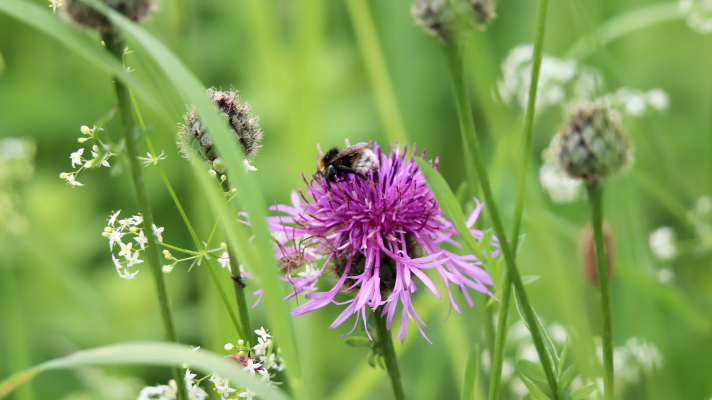 bloemen met een hommel