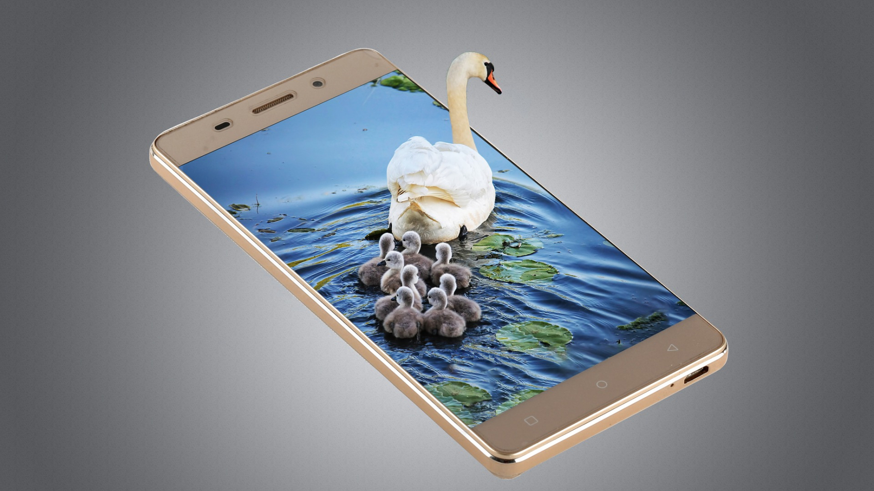 smartphone met daarop een foto van een zwaan met jongen