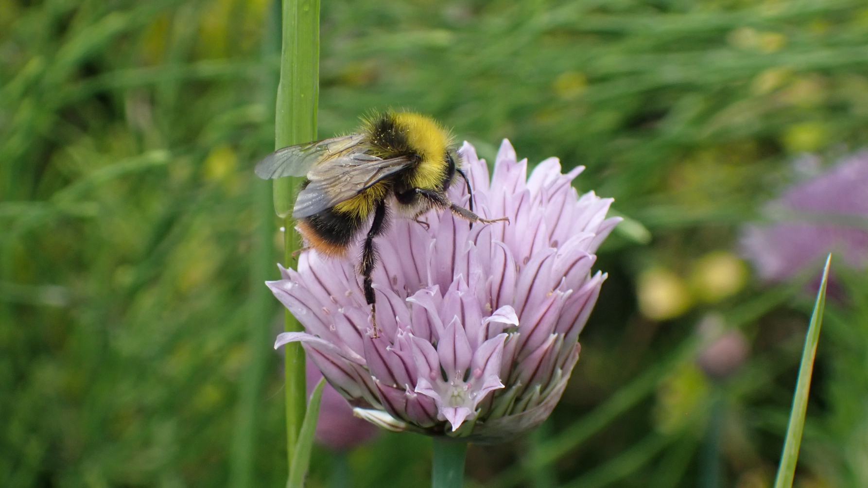 mannetje weidehommel op bieslookbloem