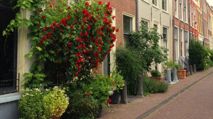 Geveltuinen in de stad