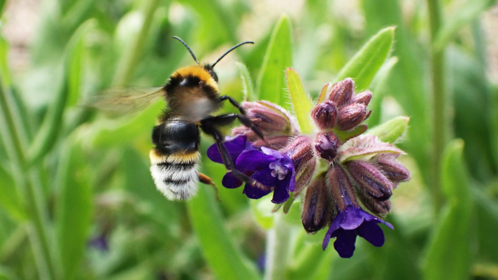 Grote koekoekshommel