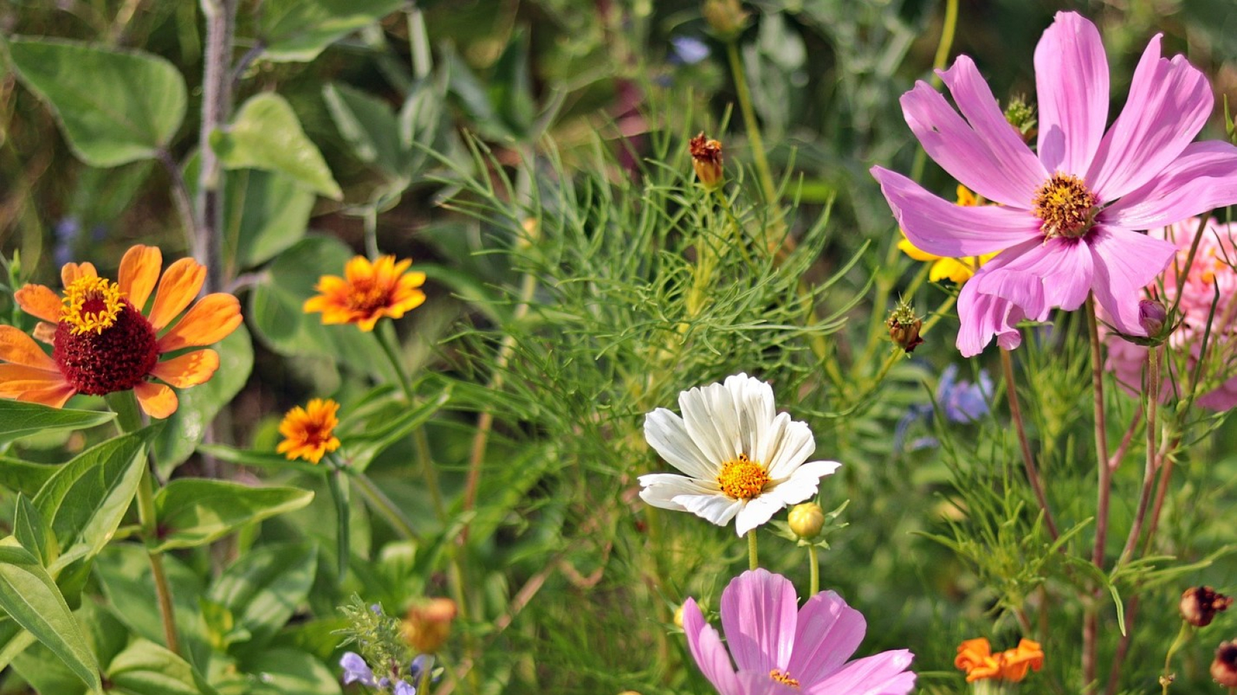 Verschillende soorten bloemen