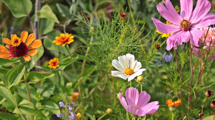 Verschillende soorten bloemen