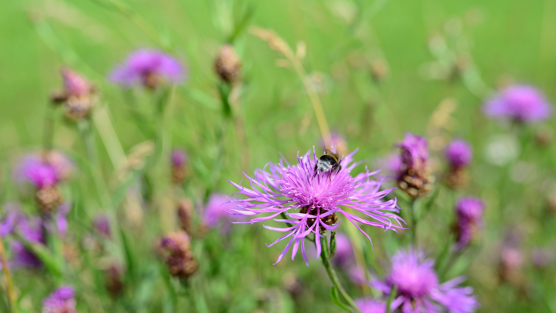 knoopkruid met hommel