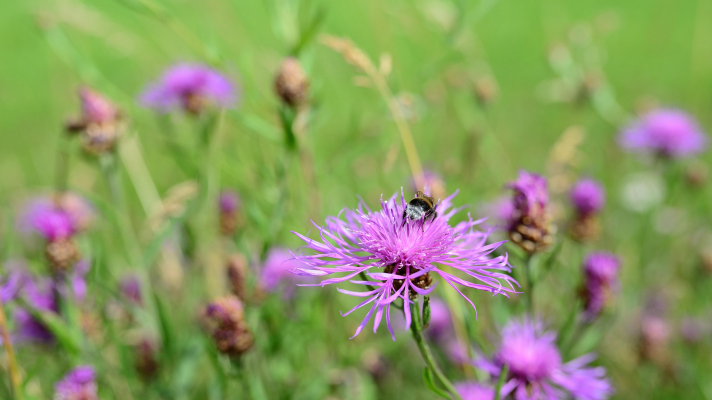 knoopkruid met hommel