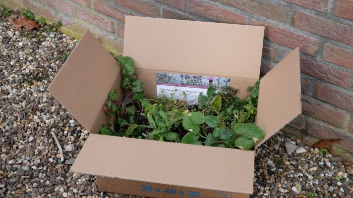 doos met een plantpakket