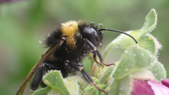 natte grote koekoekshommel