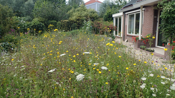 bloemenweide in een tuin