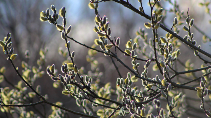 tekken met wilgenkatjes