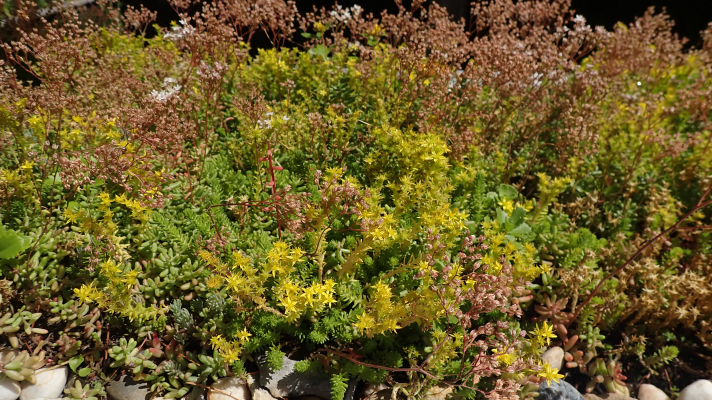 sedum op een dak