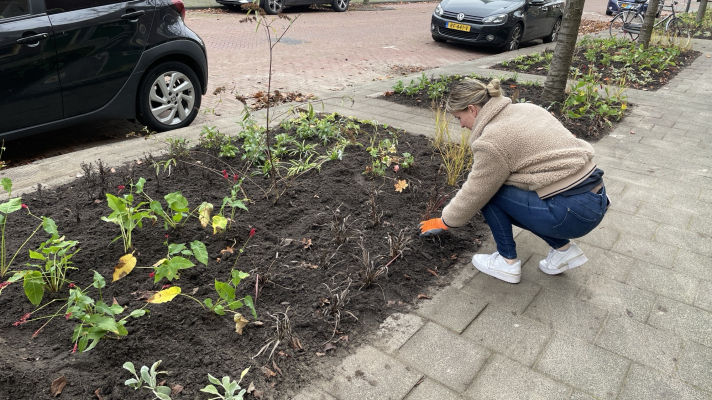 buurtbewoner zet plantjes in een boomspiegel