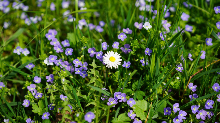 Ereprijsbloemen en een madeliefje tussen gras