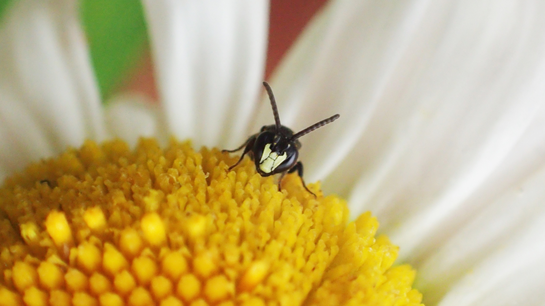 Mannetje gewone maskerbij op een margriet