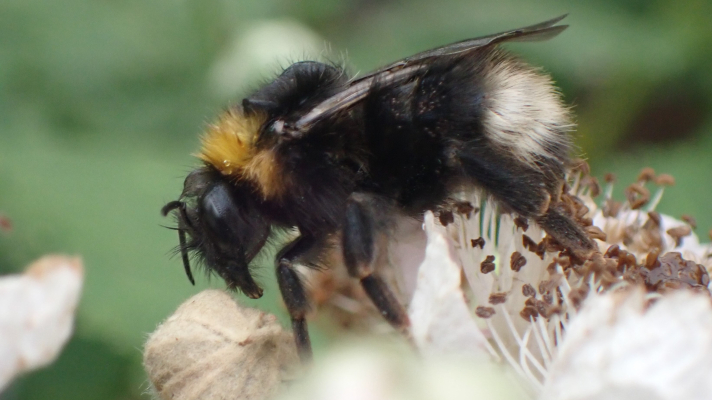 stervende koekoekshommel 
