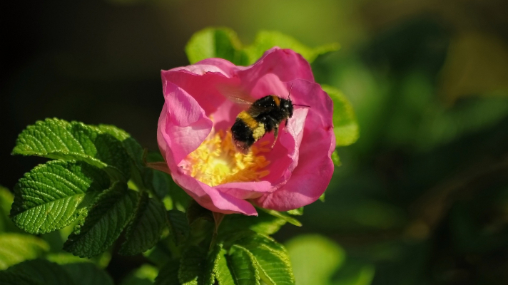 hommel op een bloem van de rimpelroos