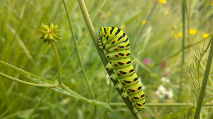 rups koninginnepage in kruidenrijk grasland