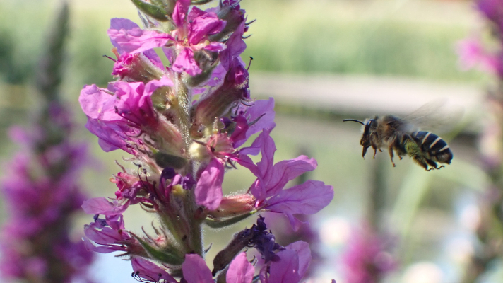 kattenstaartdikpoot (bij) bij bloem grote kattenstaart