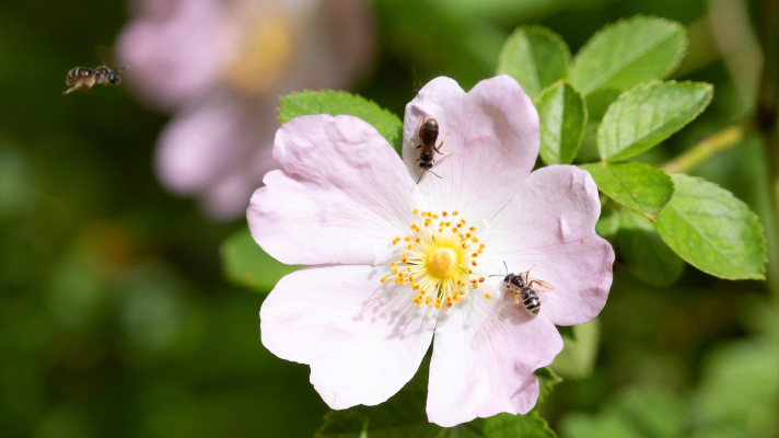 kleine bijtjes op een roos