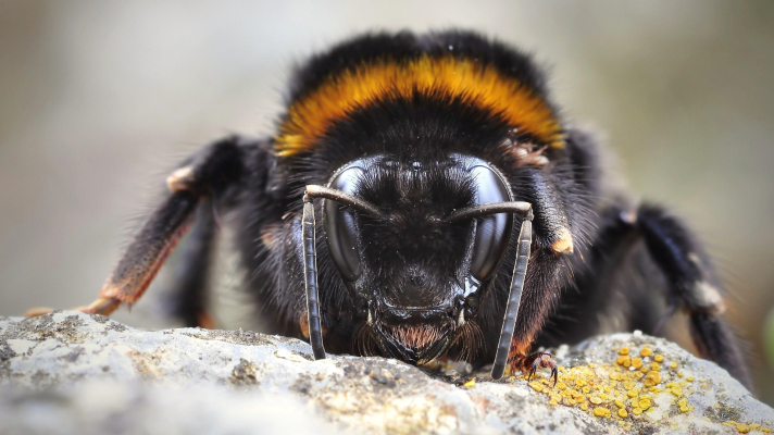 hommel, van voren gezien
