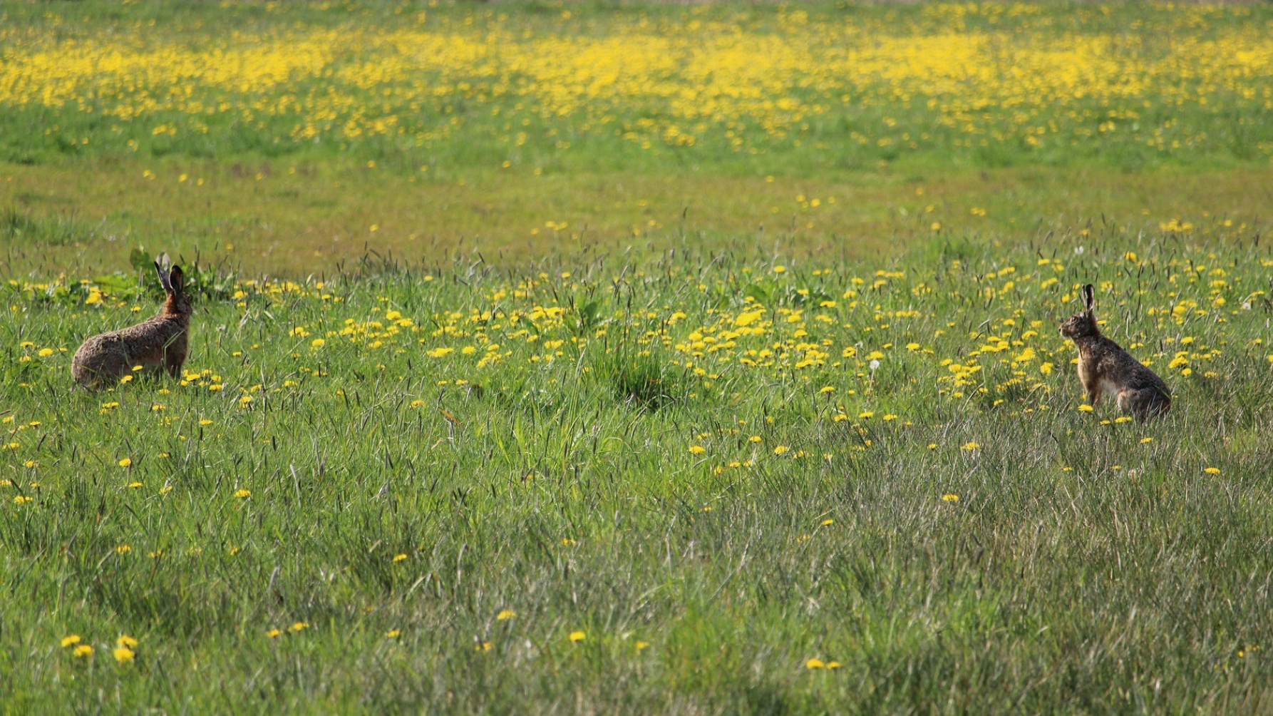 kruidenrijk grasland met hazen