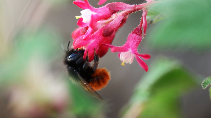 gehoornde metselbij op ribesbloem