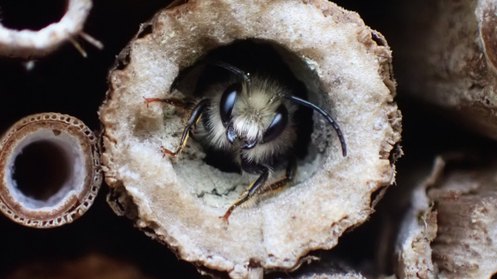 man rosse metselbij in gangetje van een bijenhotel