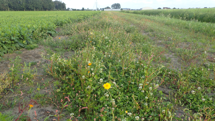 bloeiende akkerrand langs akker met groenbemester