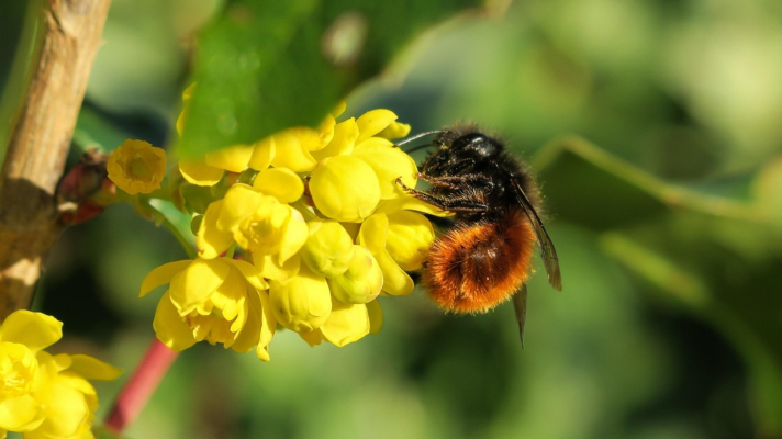gehoornde metselbij op bloem Mahonia