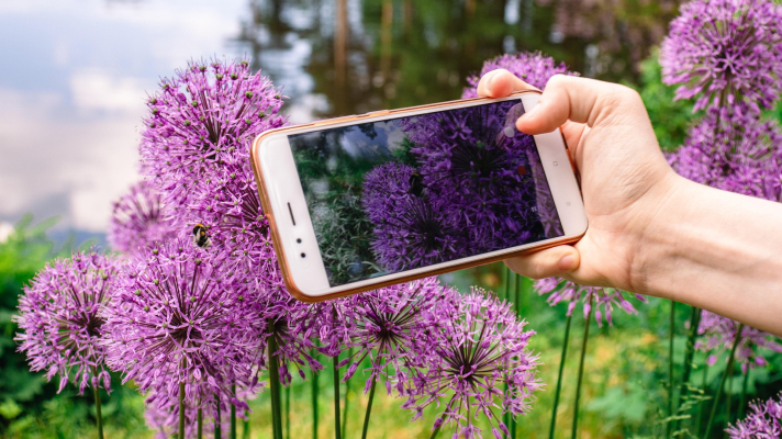 hand met telefoon, maakt foto van bloemen Allium
