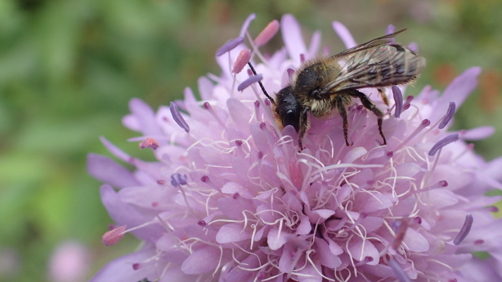 mannetje behangersbij op beemdkroon