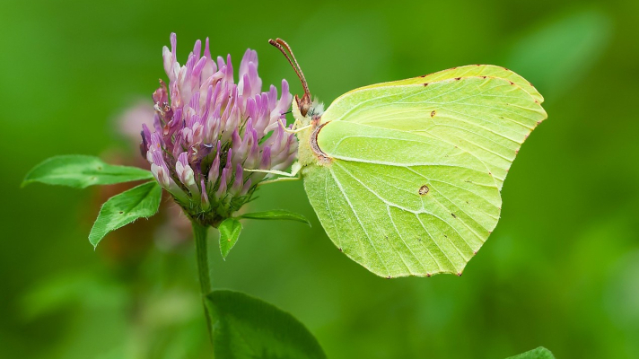 Citroenvlinder op rode klaver