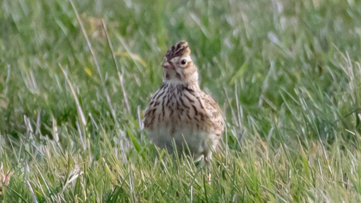 Veldleeuwerik in het gras