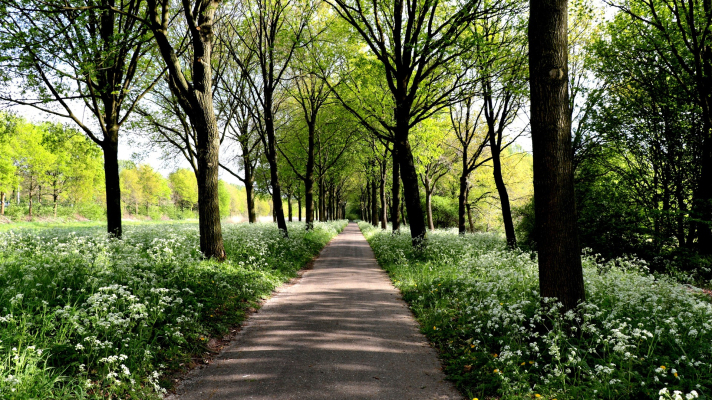 pad met fluitenkruid en bomen