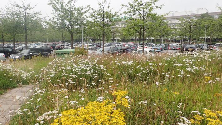 parkeerplaats Heineken Zoeterwoude met bomen en bloemen