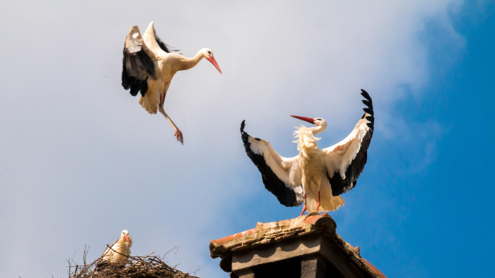 ooievaars bij nest op schoorsteen